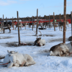 A Sami Cultural Experience in Inari During the Polar Night