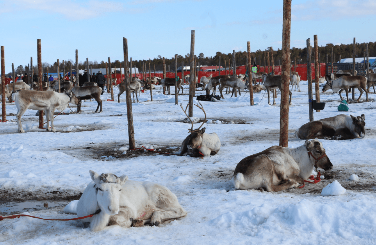 A Sami Cultural Experience in Inari During the Polar Night